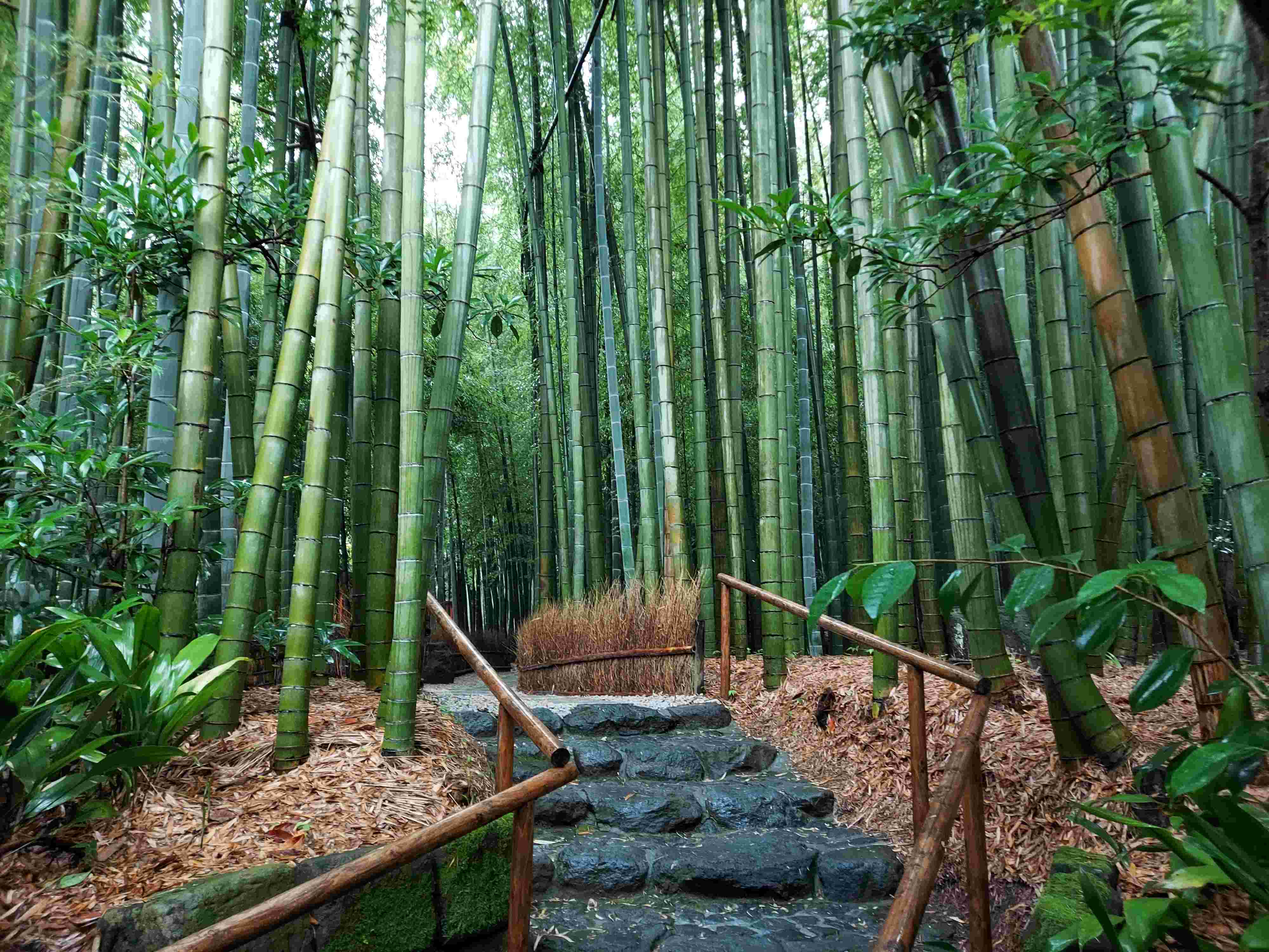 japan_now